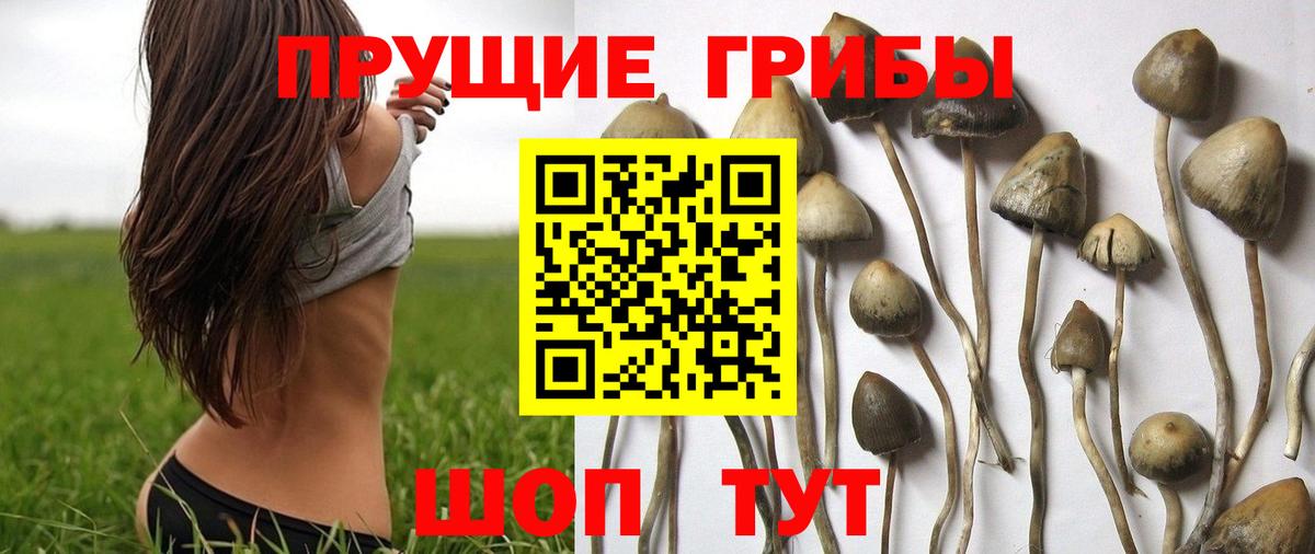 Лыткарино  Галлюциногенные грибы Cubensis  купить наркотик  Вход с VPN 